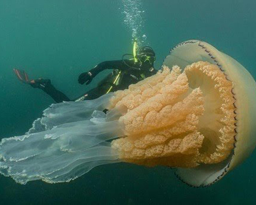Una buceadora nada con una medusa gigante