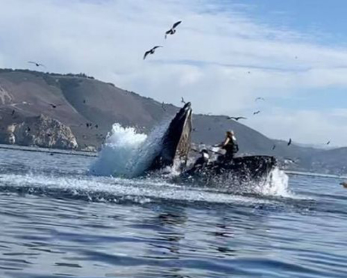 Una ballena jorobada engulle por error a dos kayakistas