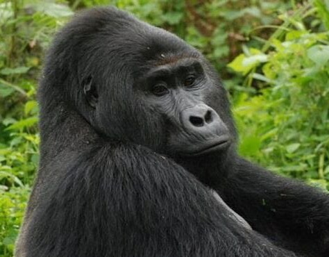 Gorilas del zoo de Atlanta dan positivo en covid-19
