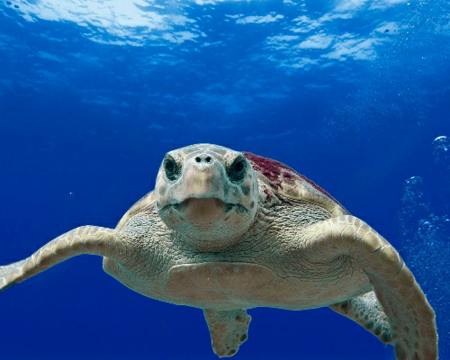 Las tortugas confunden el olor a plástico con comida