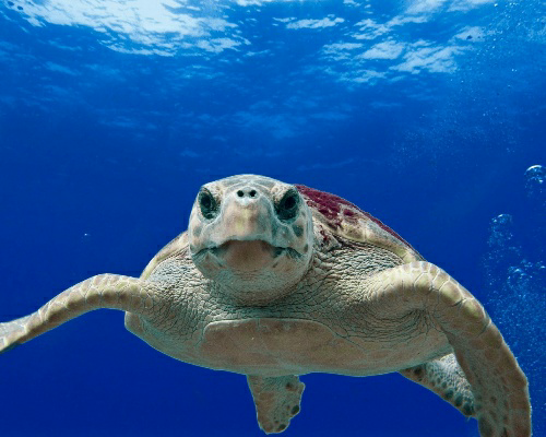 Extraen más de 100 trozos de plástico de una tortuga