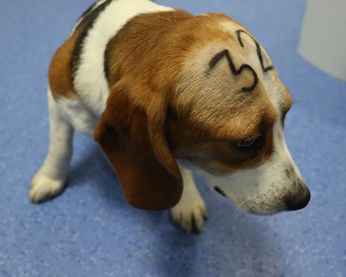 Movilización social contra el sacrificio de los 38 beagles de Vivotecnia