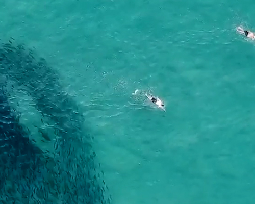 Un dron capta cómo nadan juntos tiburones toro y bañistas