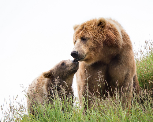 El lobo, el oso y el lince: pilares amenazados de nuestra fauna