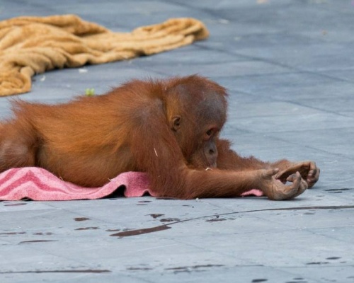 ¿Con qué animal adorable juega este pequeño orangután?