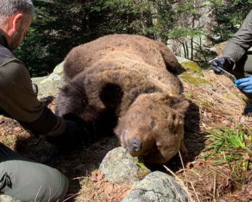 Se confirma que el oso Cachou murió envenenado