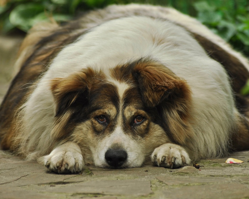 ¿Cómo evitar que nuestras mascotas padezcan obesidad?