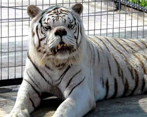 "El tigre blanco no debería existir"