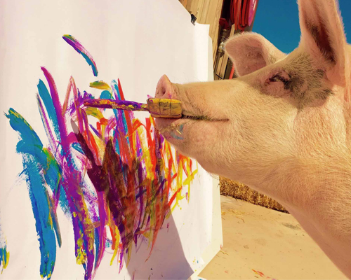 "Pigcasso", la cerda pintora, inaugura su primera exposición