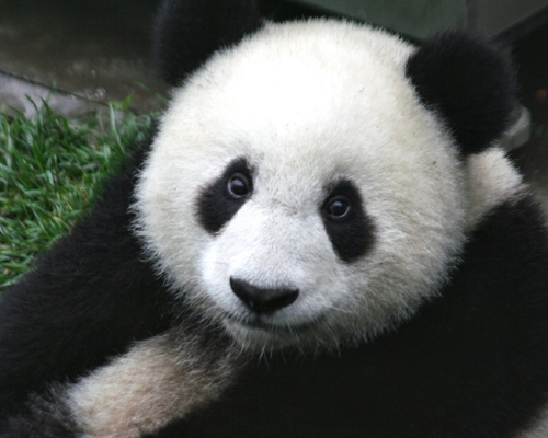 ¿Sabías que... el oso panda come hasta 12 kilos de bambú al día?