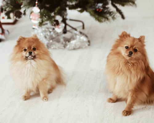 Joey y Phoebe, nuestros Pomeranian V.I.P.