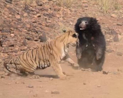 Una osa defiende a su cría del ataque de un tigre