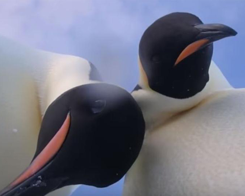Dos pingüinos se hacen el selfie más viral