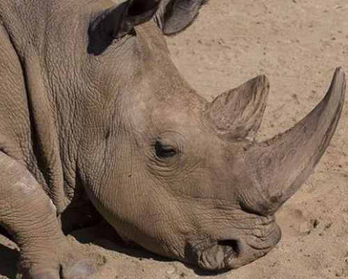 Restaurar ecosistemas evitaría el 70% de las extinciones