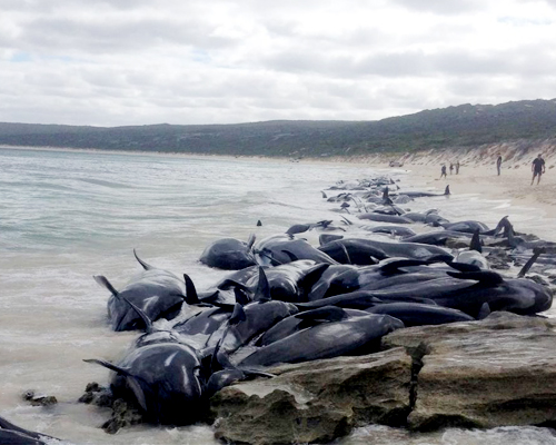 Mueren 150 ballenas piloto en Australia