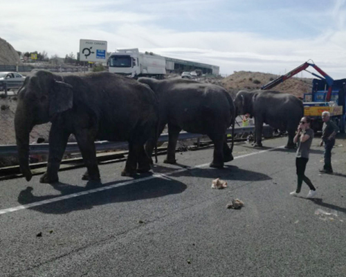 Muere un elefante en un accidente de tráfico