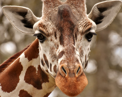 Las jirafas, animales en extinción