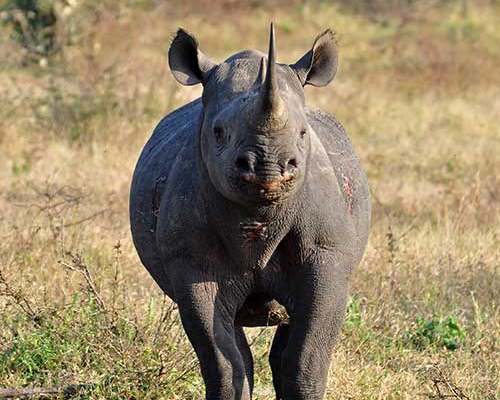 Matan a tres rinocerontes negros en peligro de extinción