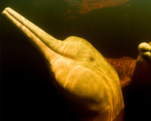 Los delfines de Amazonas, contaminados con mercurio