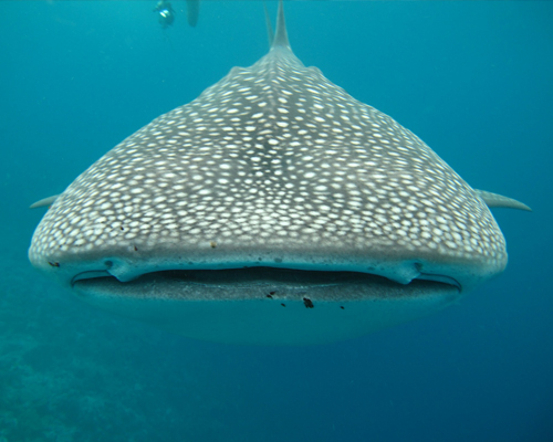 ¿Sabías que... el tiburón ballena tiene hasta 300 crías?