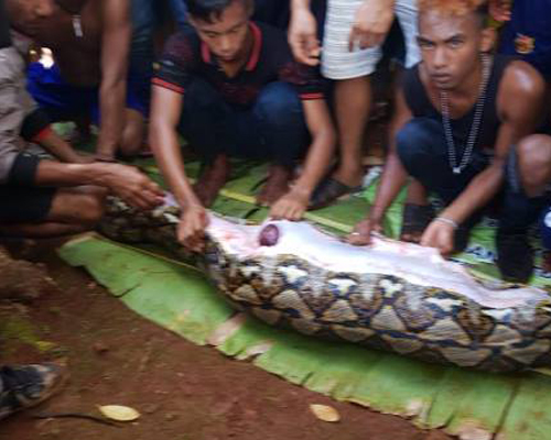 Hallan el cadáver de una mujer en una pitón