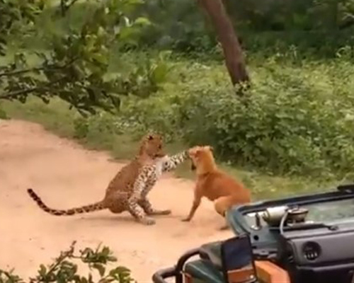 Perro VS leopardo: ¿quién ganará?