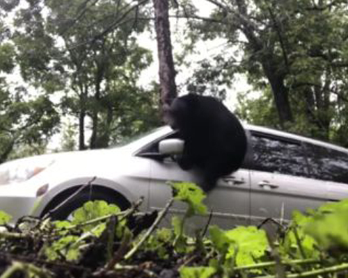 Una familia encuentra un oso dentro de su coche