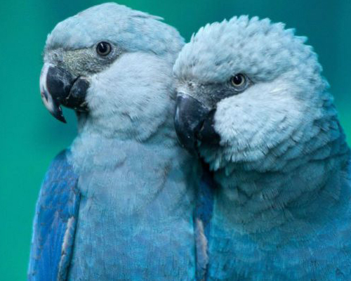 Extinto en su hábitat el guacamayo de la película 'Río'