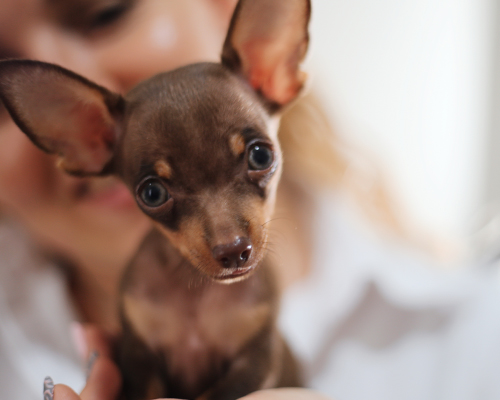 Os presentamos a Lola, nuestra chihuahua V.I.P.