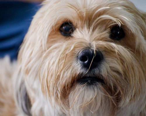 El Congreso reconoce a los animales como seres sintientes