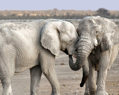 Subastan licencias para cazar elefantes en Botsuana