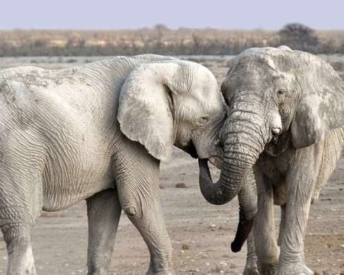 Namibia subastará 170 elefantes al mejor postor