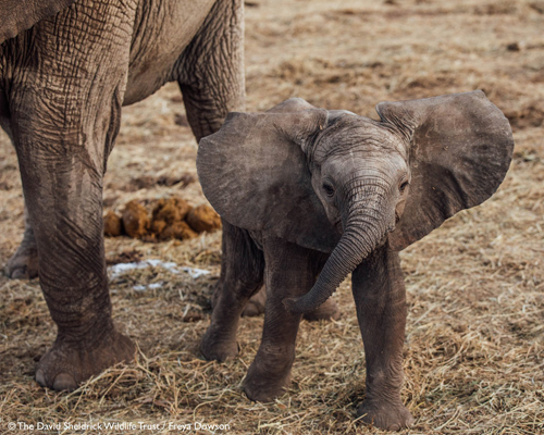 Los guardianes de la vida en extinción de África