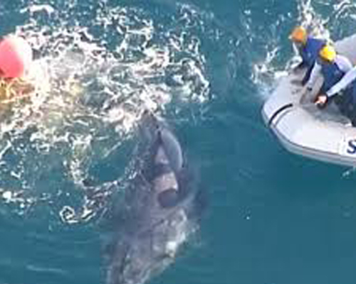 Una cría de ballena, rescatada de una red para tiburones