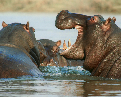 Zambia sacrificará 2.000 hipopótamos en cinco años