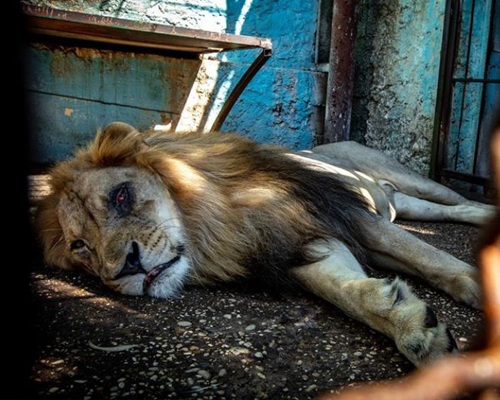 Rescatan a 12 animales moribundos de un zoo 