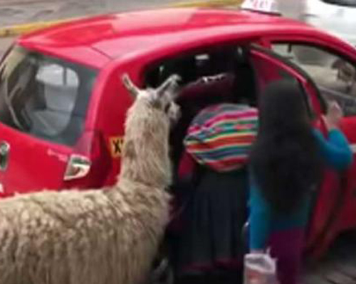 Cuando una llama se vuelve famosa por coger un taxi