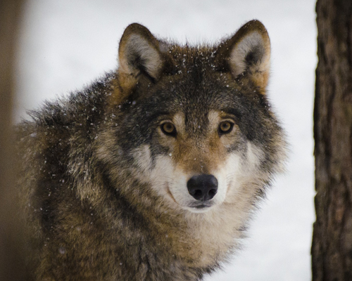 Suspenden temporalmente la caza del lobo de Álava