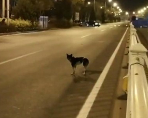 Un perro lleva esperando 80 días a su dueña fallecida