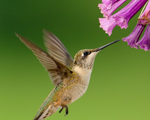 ¿Sabías que… el colibrí es el ave más pequeña que existe?