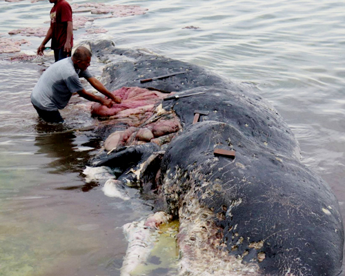 Hallan 1.000 objetos de plástico en esta ballena