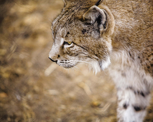 Hallan dos cadáveres de lince ibérico en tres días