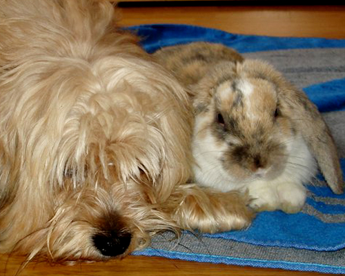 Flopy, un inolvidable conejo Belier que parecía un can