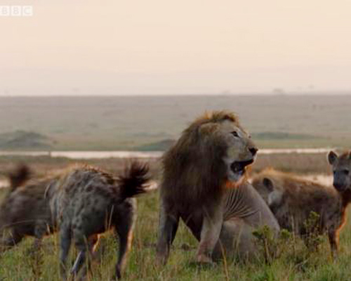 Un león salva a otro de ser devorado por las hienas