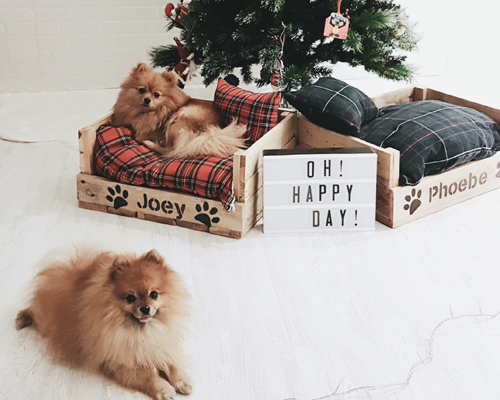 Regalos originales de Navidad para tus mascotas