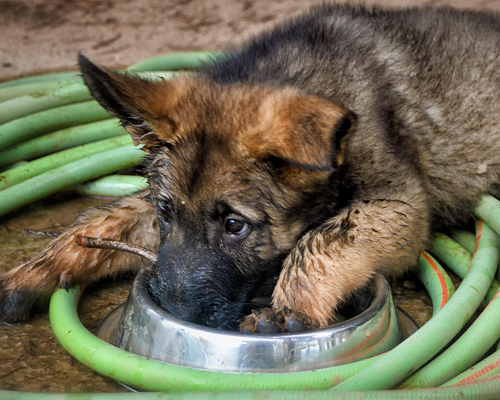 Las mascotas de La Rioja deberán ser esterilizadas