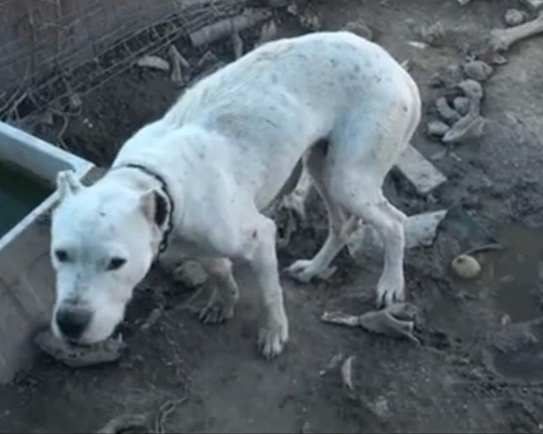 La casa de los horrores: perros maltratados hasta morir