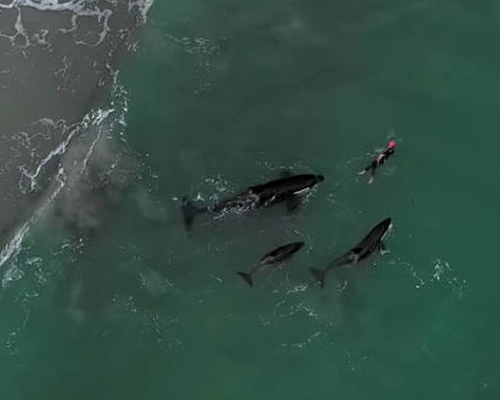 Impactante: Tres orcas juegan con una nadadora