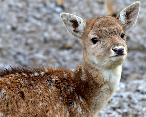 Condenan a un cazador furtivo a ver Bambi
