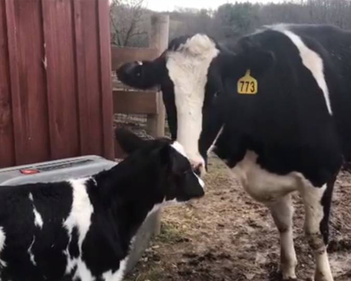 Una vaca embarazada escapa del matadero